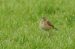 2-Pipit de Richard | Anthus richardi | Richard&rsquo;s Pipit