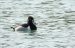 1-Fuligule à bec cerclé | Aythya collaris | Ring-necked Duck