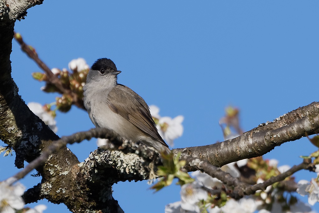 Fauvette à tête noire mâle