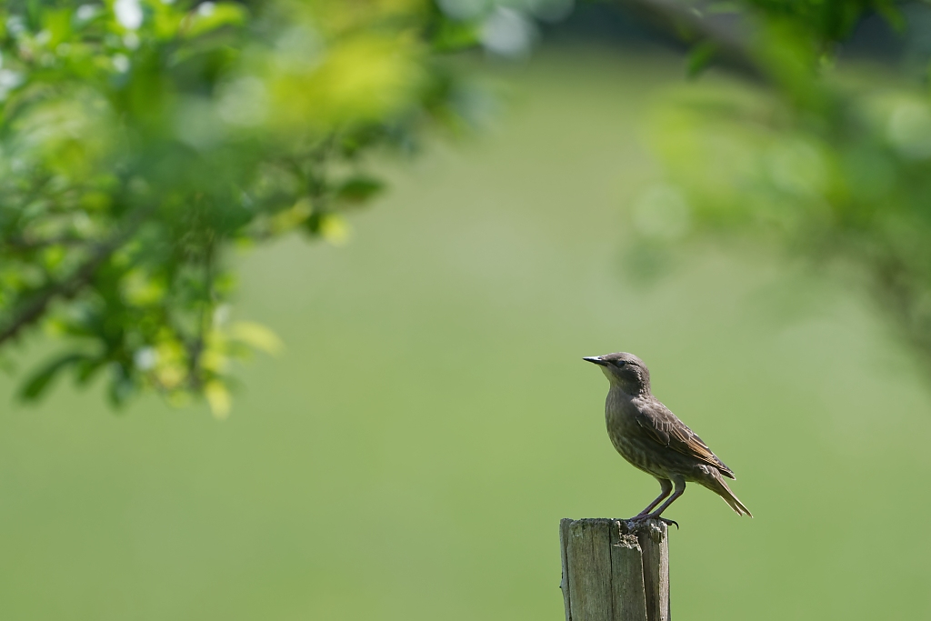 Étourneau sansonnet immature