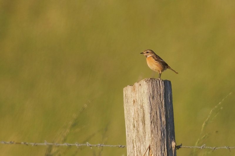 Tarier pâtre femelle