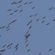 Vol de Grues cendrées au dessus de l’Adour