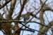 1-Grive musicienne | Turdus philomelos | Song Thrush
