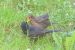 2-Merle noir | Turdus merula | Common Blackbird