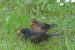 2-Merle noir | Turdus merula | Common Blackbird