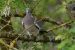 1-Pigeon ramier | Columba palumbus | Common Wood Pigeon