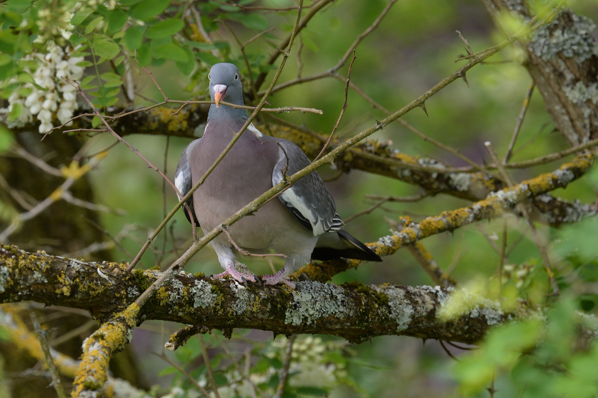Pigeon ramier apportant une brindille pour son nid