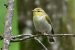 1-Pouillot siffleur | Phylloscopus sibilatrix | Wood Warbler