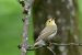 1-Pouillot siffleur | Phylloscopus sibilatrix | Wood Warbler