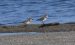 2-Bécasseau minute | Calidris minuta | Little Stint
