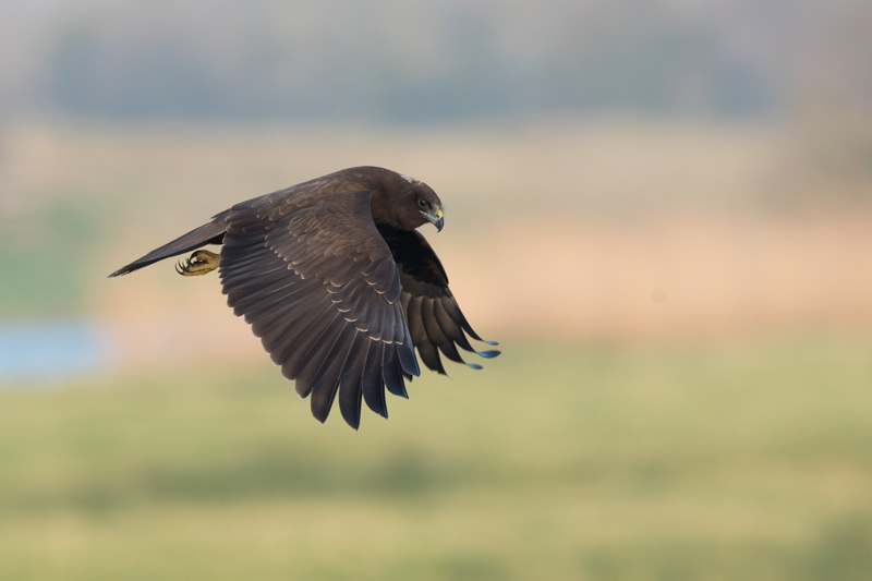 Busard des roseaux en chasse