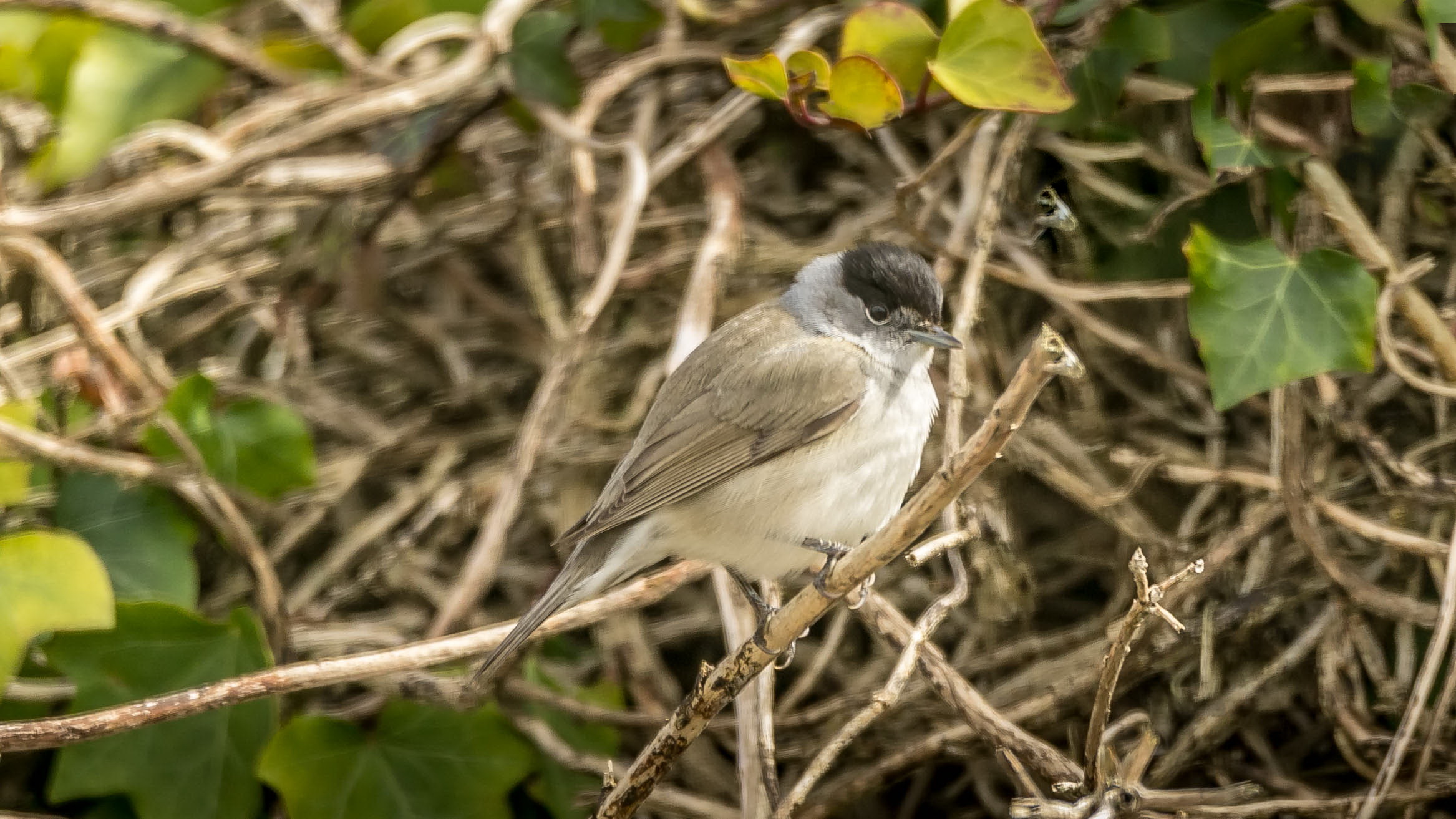 Fauvette à tête noire mâle dans un buisson