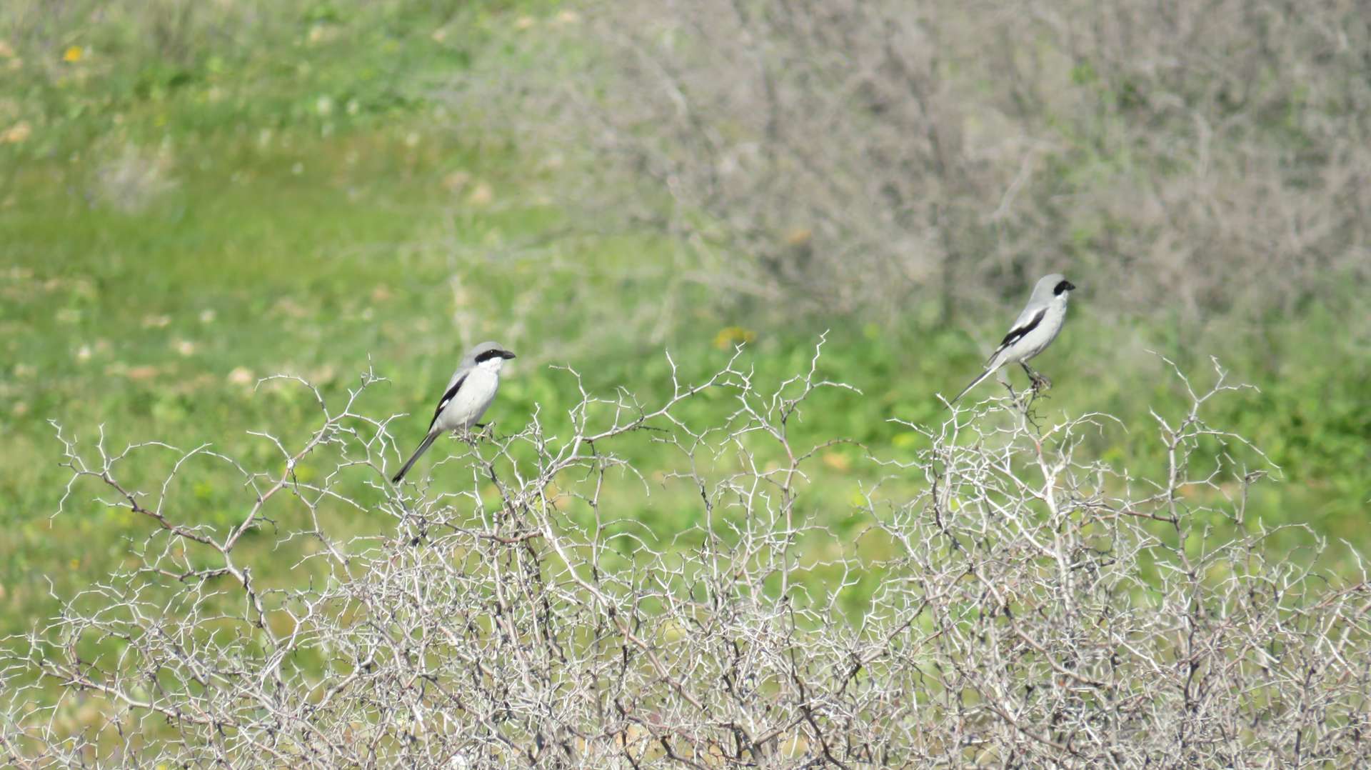 Pies-grièches méridionales au Maroc