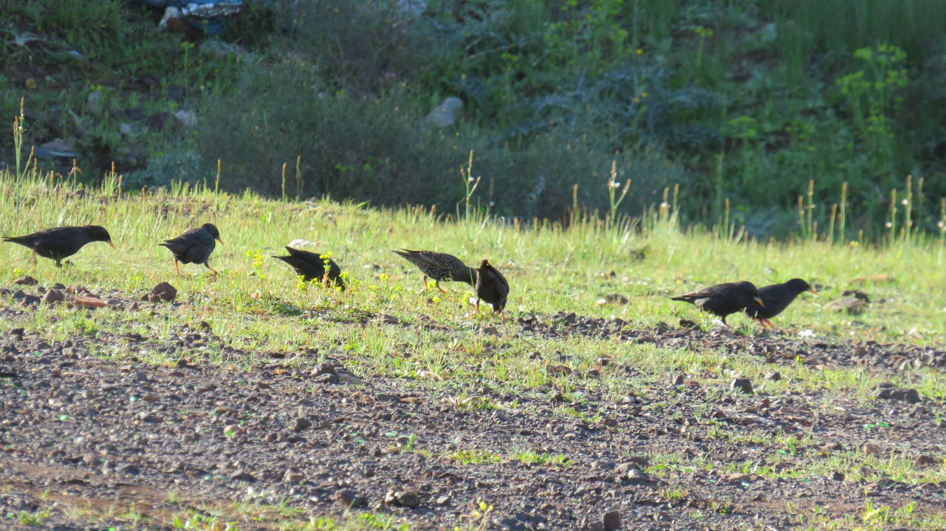 Étourneaux sansonnets