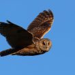 Hibou moyen-duc en vol