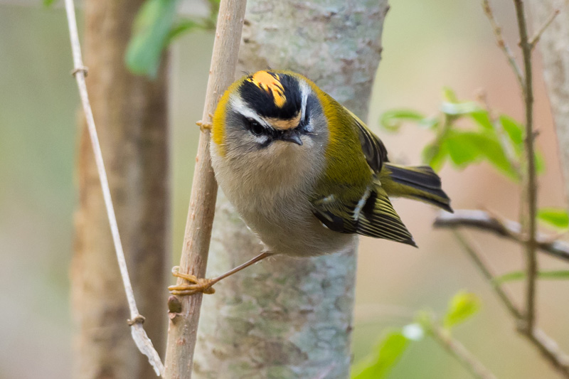 Roitelet triple-bandeau