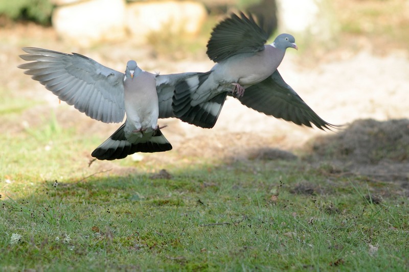 Du rififi chez les Pigeons ramiers