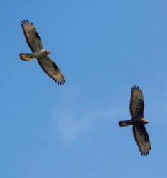 Participez au 14ème suivi de la migration de Roquecezière