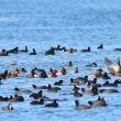 54e Comptage Wetlands International des oiseaux d’eau