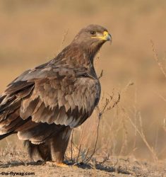 Édition 2020 de la course ornithologique « Champions of the Flyway »