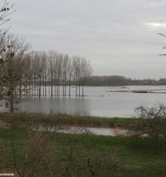 Conférence sur les oiseaux des marais de la Dives (Calvados)
