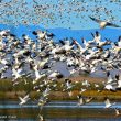 21ème Snow Goose Festival à Chico (Californie) du 22 au 26 janvier 2020