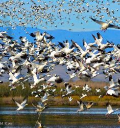 21ème Snow Goose Festival à Chico (Californie) du 22 au 26 janvier 2020