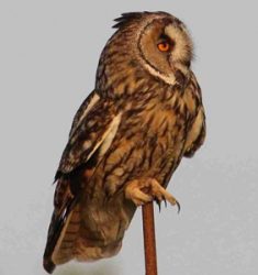 Exposition « Trop chouette ! »