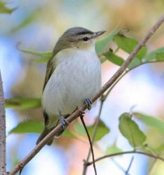 Week-end ornithologique Dutch Birding sur Texel