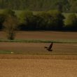 Aigle impérial immature en Charente