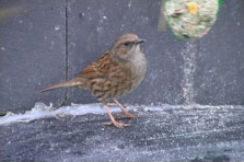 Accenteur mouchet (Prunella modularis)