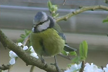 Mésange bleue (Cyanistes caeruleus)