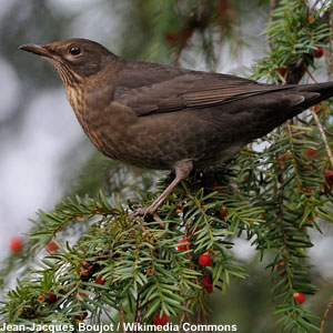 Aménager Son Jardin Pour Les Oiseaux Ornithomediacom