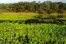 Myriophylle du Brésil (Myriophyllum aquaticum)