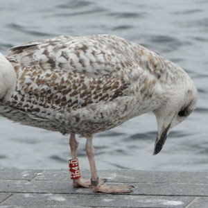 ornithologie, baguage, les plumes