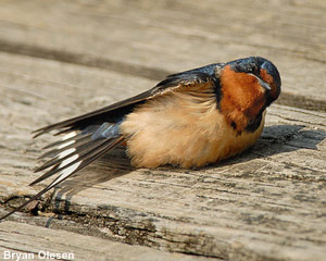 Hirondelle rustique (Hirundo rustica) prenant un bain de soleil
