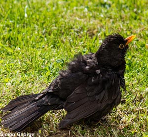 Merle noir (Turdus merula) prenant un bain de soleil