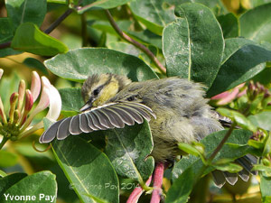Jeune Mésange bleue (Cyanistes caeruleus) Jeune Mésange bleue (Cyanistes caeruleus)