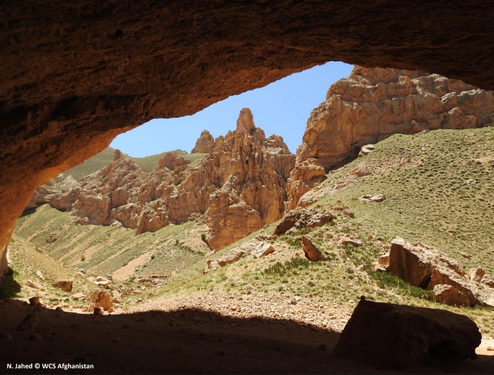 Des photos de la nouvelle zone protégée du plateau de Bamiyan, le domaine de la Niverolle d’Afghanistan