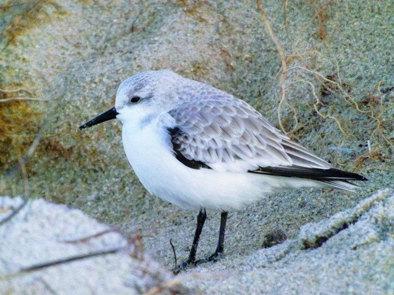 Bécasseau sanderling dans la baie du Mont-Saint-Michel