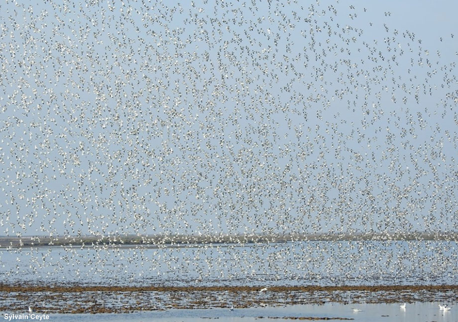Un groupe de plus 10 000 Bécasseaux variables en Camargue