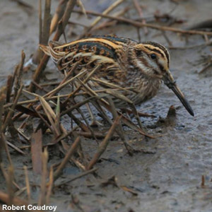 Pourquoi les bécassines et les bécasses se balancent-elles verticalement ?