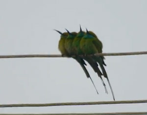 Guêpiers d'Orient (Merops orientalis)