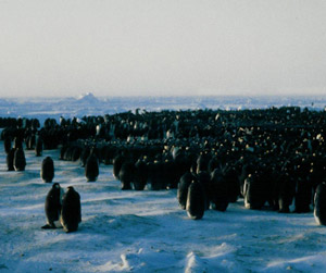 Manchots empereurs (Aptenodytes forsteri)