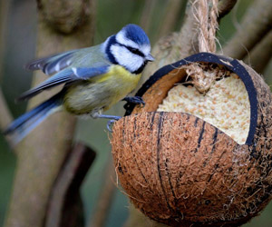 Matière grasse dans une noix de coco évidée