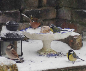 Boule de graisse dans une coupole