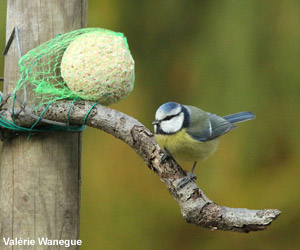 Mésange bleue (Cyanistes caeruleus)
