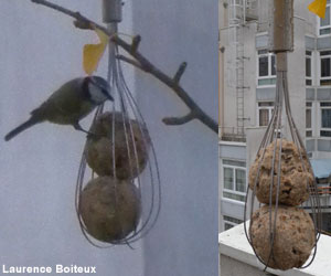 Boules de graisse dans un fouet et Mésange bleue (Cyanistes caeruleus)