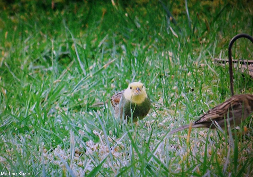 Bruant zizi mâle à tête jaune