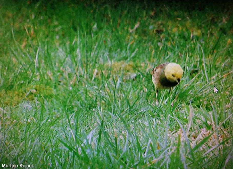 Un Bruant zizi à tête jaune dans l&rsquo;Orne